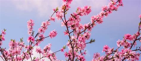 Cherry blossoms trees are decorative trees. Where to See Cherry Blossom in Asia | Jacada Travel