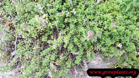 Creeping Thyme How To Grow And Care