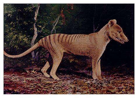With the open factory, tasmanian tiger 2011 is launching a project that is intended to deliver transparency across the entire production chain. The Tasmanian Tiger - Ted Nasmith