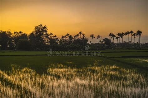 Green Field At Sunrise Rice Field Under Sun Light Stock Image Image