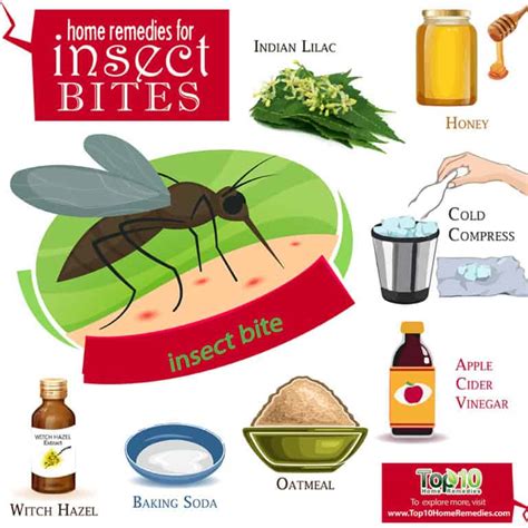 Home Remedies For Insect Bites Top 10 Home Remedies