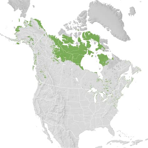 Long Tailed Duck Range Map Pre Breeding Migration Ebird Status And