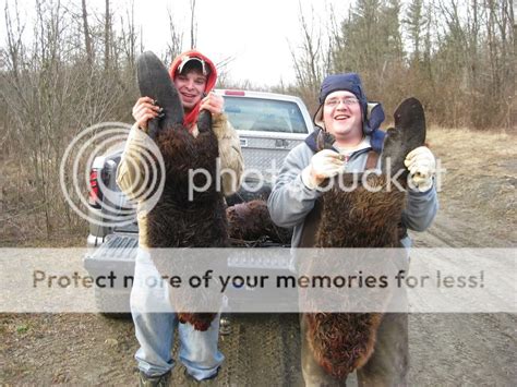 Mature Beaver Pics Ohio Waterfowler Forum Your Ohio Waterfowl