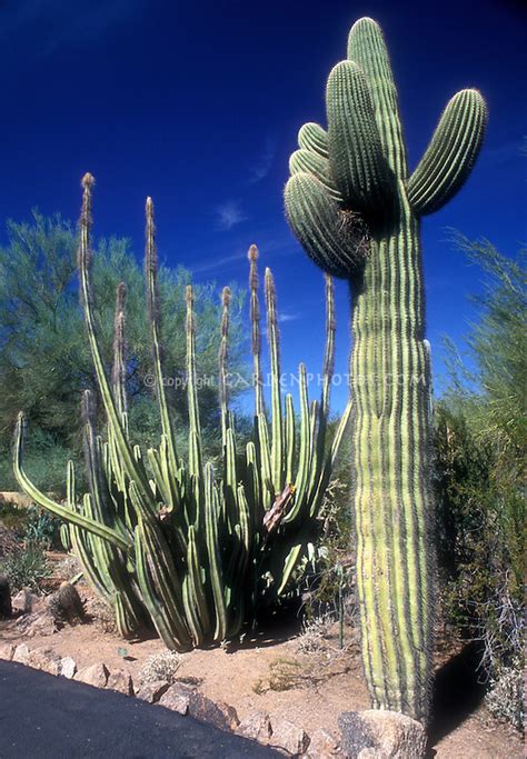 Saguaro Cactus Carnegiea Gigantea Plant And Flower Stock Photography
