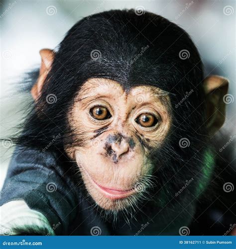 Chimpanzee Baby Stock Image Image Of Animals Monkey 38162711