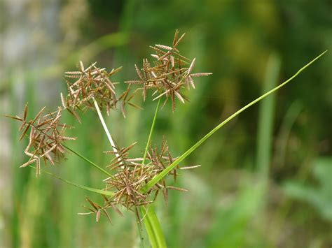 Rumput Teki Tanaman Liar Dan Hama Namun Banyak Manfaatnya