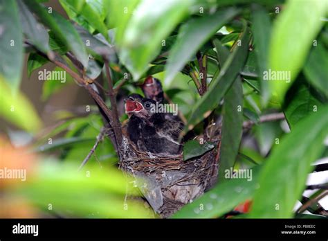 Dhaka Bangladesh May 26 2012 Nightingale Bird Or Bulbul Bird