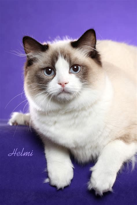 724 results for ragdoll cats for sale. Ragdoll Cats For Sale In Ohio