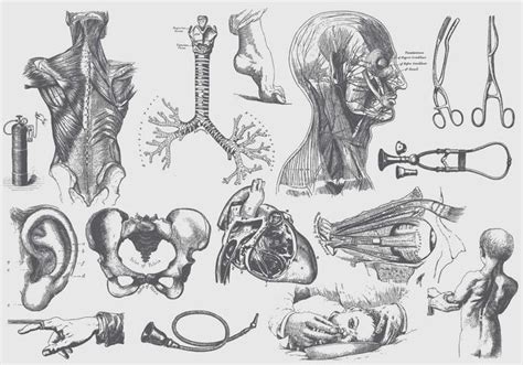 Gray Anatomy And Health Care Illustrations 130966 Vector Art At Vecteezy