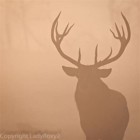 Stag In Early Morning Mist Animals Wild Mists Deer