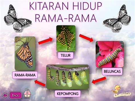 Produkte von rama online bestellen & am selben tag im markt abholen! Sains Kitaran Hidup Rama Rama | 2mapa.org