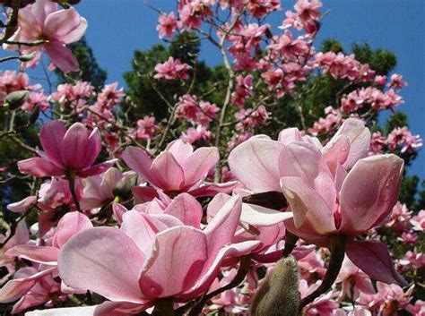 Check spelling or type a new query. Chinese Tulip Tree: Pictures, Images of Chinese Tulip Trees