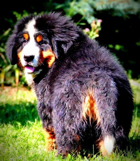 Newfoundland Bernese Mountain Dog Mix Breed Information
