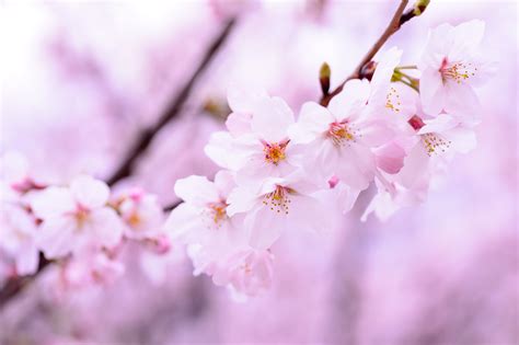 Japanese Cherry Blossom Flower Wallpaper