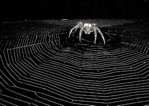 Duo is the highest quality 1 video calling app. Web Building Spiders