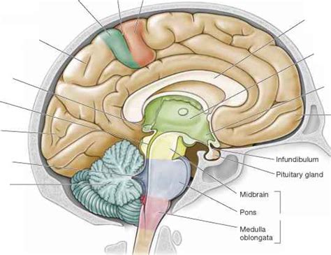 Divisions Of The Brain Anatomy Mitch Medical