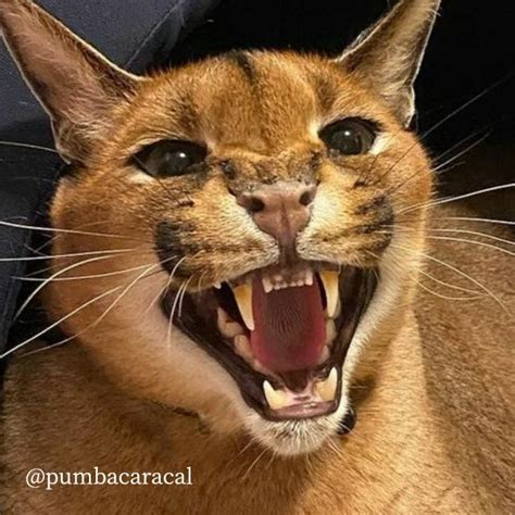 An Orange Cat With Its Mouth Open And Its Teeth Wide Open Showing Fangs