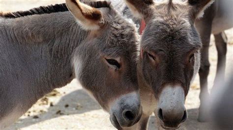 Why Are Donkeys Facing Their Biggest Ever Crisis BBC News