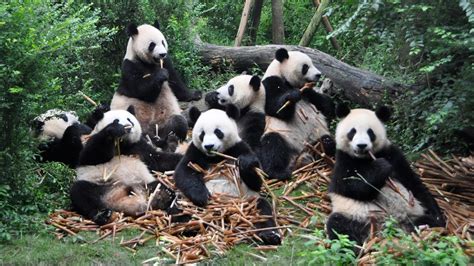 Chengdu Panda Zoo Youtube