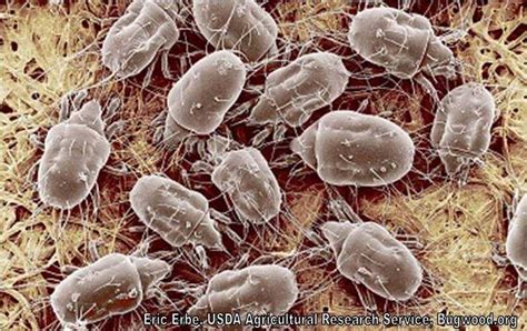 Dust Mites Responsible Pest Control Mesa Az