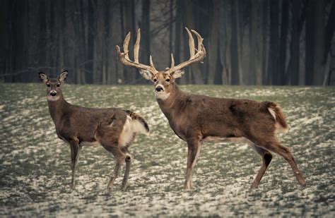 Pin On Deer