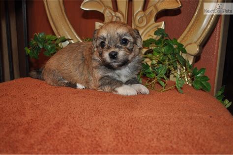 Discover the tiny havanese dog! None: Havanese puppy for sale near Portland, Oregon | cb3dfc0c-9c41