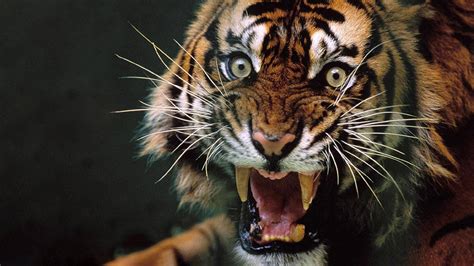 100 Angry Tiger Wallpapers