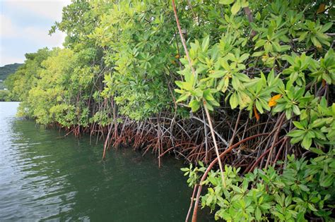 People interested in paya bakau also searched for. Natural Solutions | Coastal Resilience