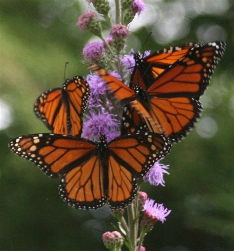 Monarch On Liatris Flowers That Attract Butterflies