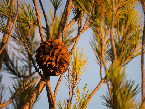 Pinus Halepensis Nom Francais Pin Dalep English Name Flickr