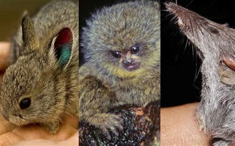 Worlds Top 10 Most Smallest Animals Ever With All Details