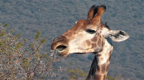 Discover The Astounding Relationship Between Giraffes And Acacia Trees