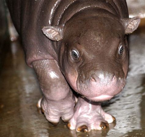 Bouncing Baby Hippo Is Ready To Meet The Public In