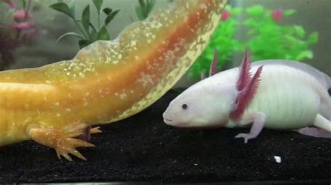 Axolotls Breeding Youtube