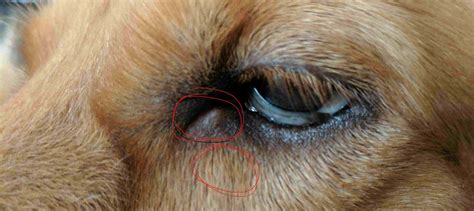 My Dog Has Bumps Near Her Eye What Is The Cause And Are There Any Home