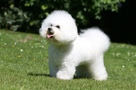 Bichon Frisé Zooplus Magazine Ie