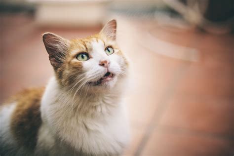 Why Your Cat Is Meowing Loudly And How To Stop It