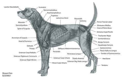 Canine Muscular Anatomy Dog Muscles Diagram