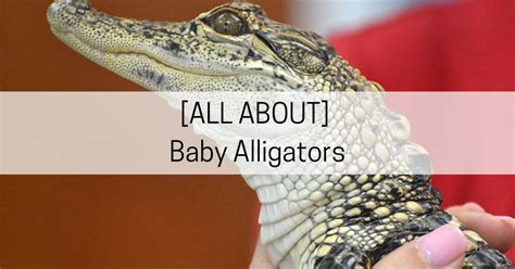 All About Baby Alligators All About Arkansas