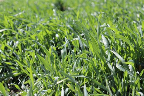 Pasture And Forage Minute Preventing Grass Tetany Flash Grazing For
