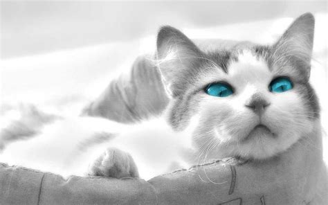 Cats Wallpaper Beautiful Blue Eyes Cat With Blue Eyes Kittens