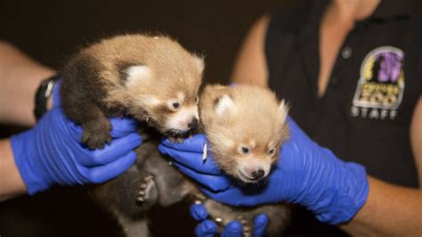 2 Red Panda Cubs Born At Denver Zoo