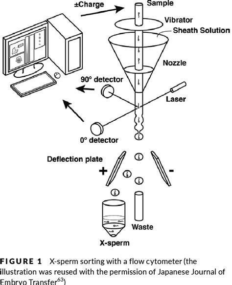 Shows An Overview Of The Method Of Sperm Sexing Using Flow Cytometer Download Scientific