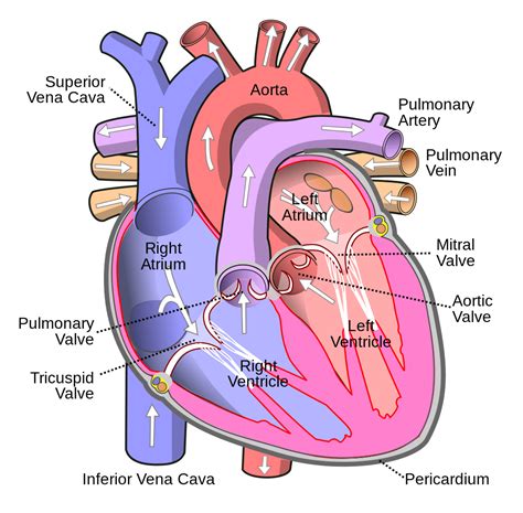 Simple Diagram Of The Heart Showing Blood Flow Blood Flow Through The