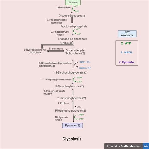 Glycolysis Cycle Enzymes Steps And Products • Microbe Online