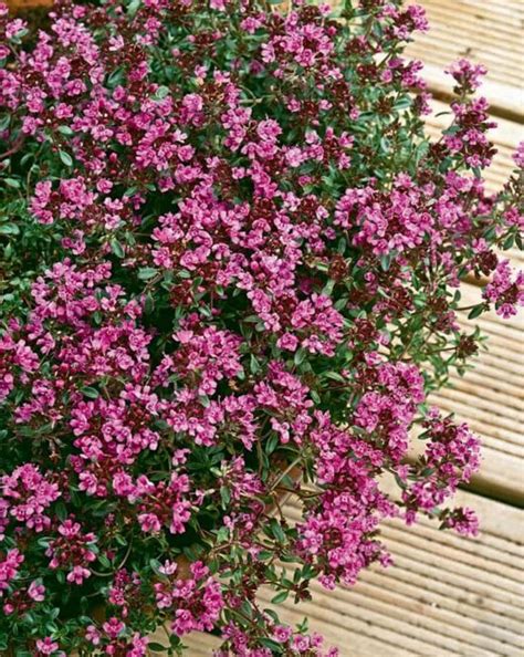 Thymus Red Creeping Thyme 6 Pot Hello Hello Plants And Garden Supplies