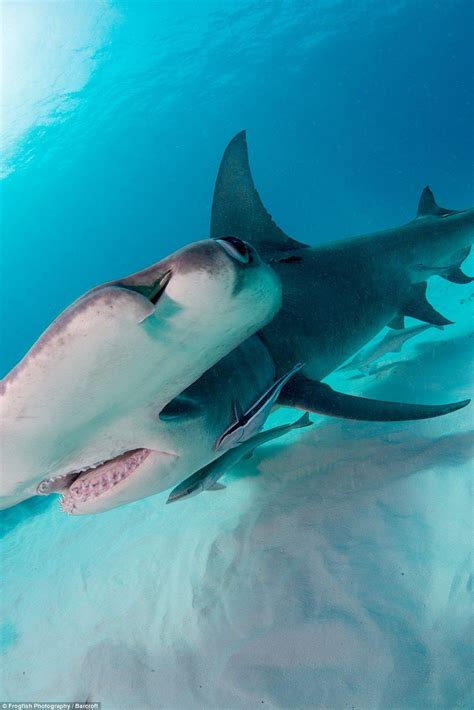 Fearless Couple Swims With Hammerhead Sharks In Bahamas Shark Shark