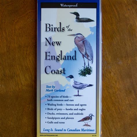 Birds Of The New England Coast Scarborough Land Trust