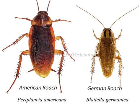 How To Get Rid Of Roaches Do It Yourself Pest Control