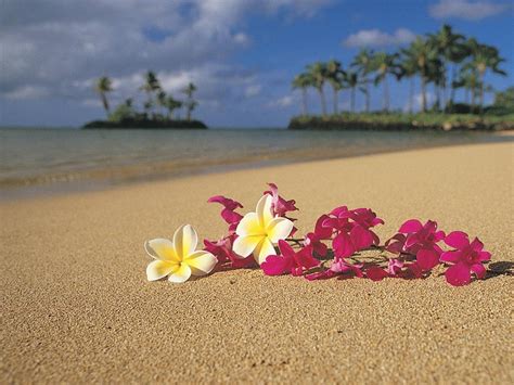Hawaiian Background ·① Download Free Stunning Hd